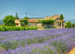 Provence: Pesona Pedesaan dan Ladang Lavender yang Mempesona di Prancis